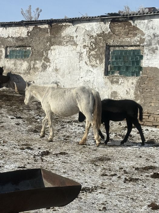 Продам кобылу с жеребенком 8 лет