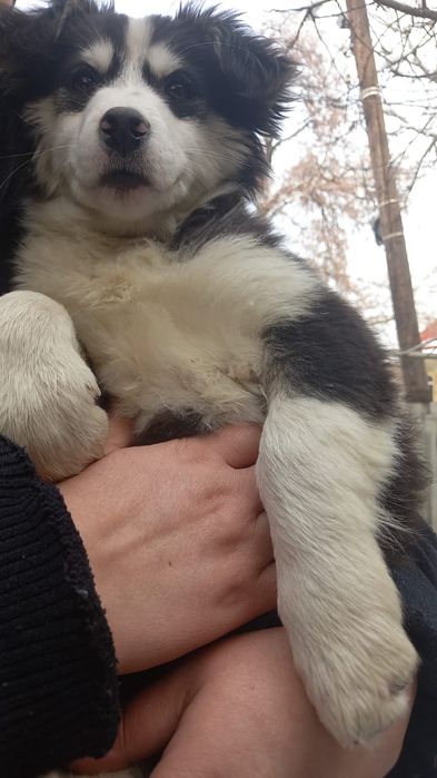 Пристраивается щенок