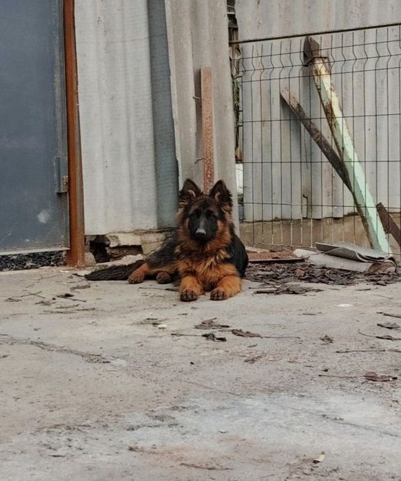 Щенки немецкой овчарки