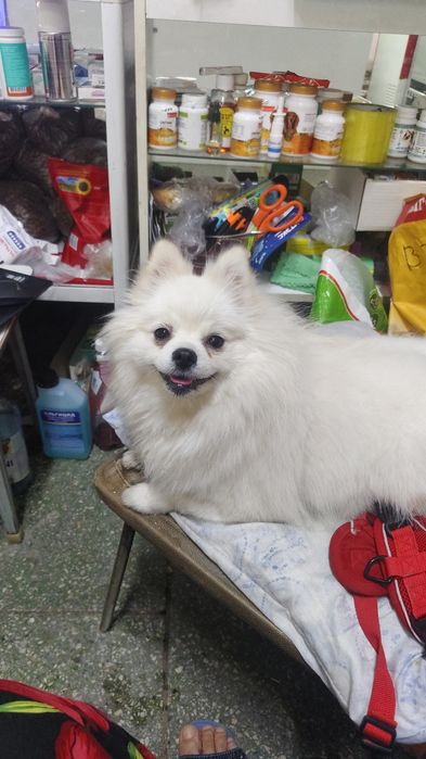 Ищу жениха на вязку