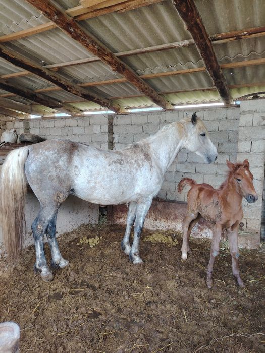 Құлынды бие сатылады