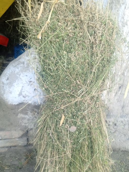 Toza quruq va sifatli beda boĝi_ sigir,quy echki va ot uchun