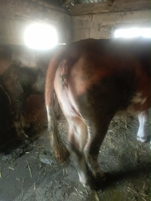 Vaca gestanta de 6 luni