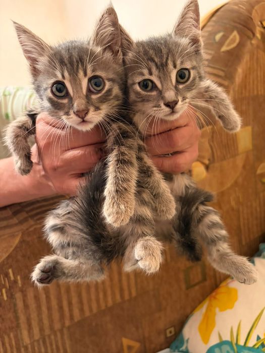 Котята бесплатно