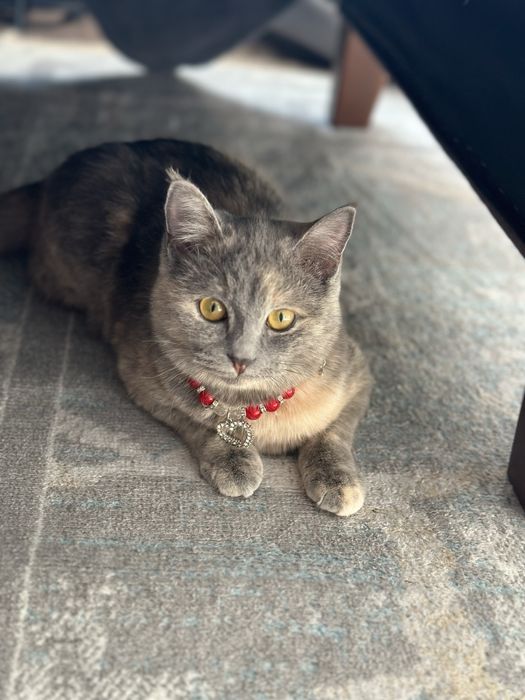 Отдам даром молодую кошечку 4-5 мес