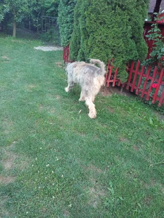 Donez mascul caucazian