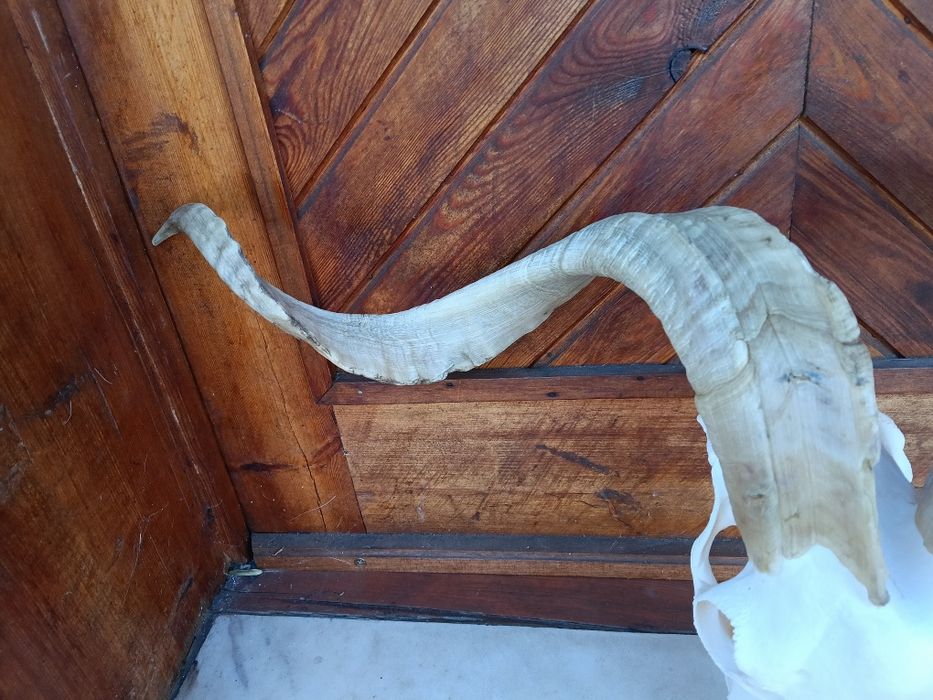 Череп с рога от пръч.Козел