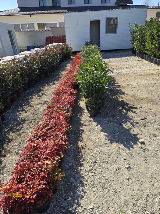 Palmier trachycarpus,leylandii ,photinia,maslin