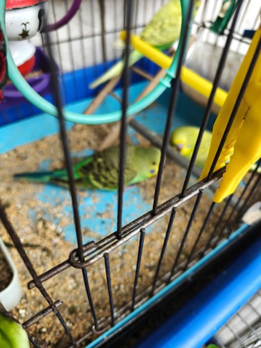 Папагали Валнисти различни цветове кротки.