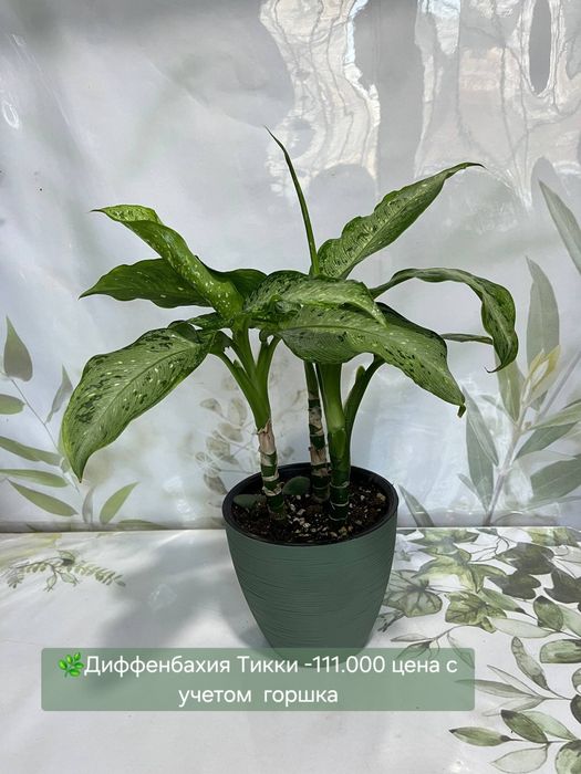 Эпипремнум, Рыбка, Пеперомия, Традесканция, Диффинбахия и др