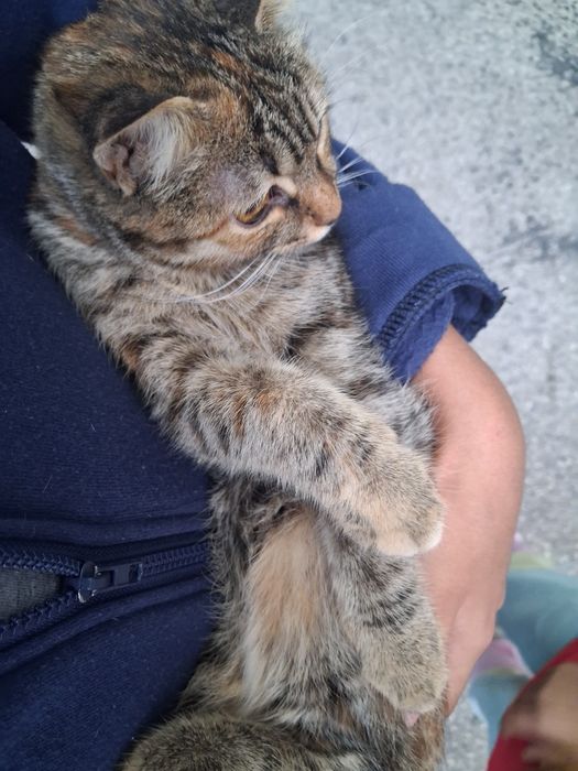 Нашли кошку  бездом