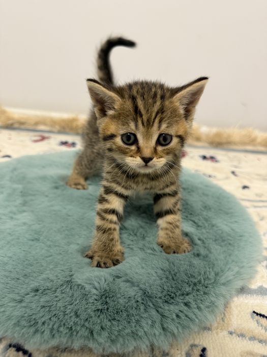 Продаем очаровательных шотландских котят!