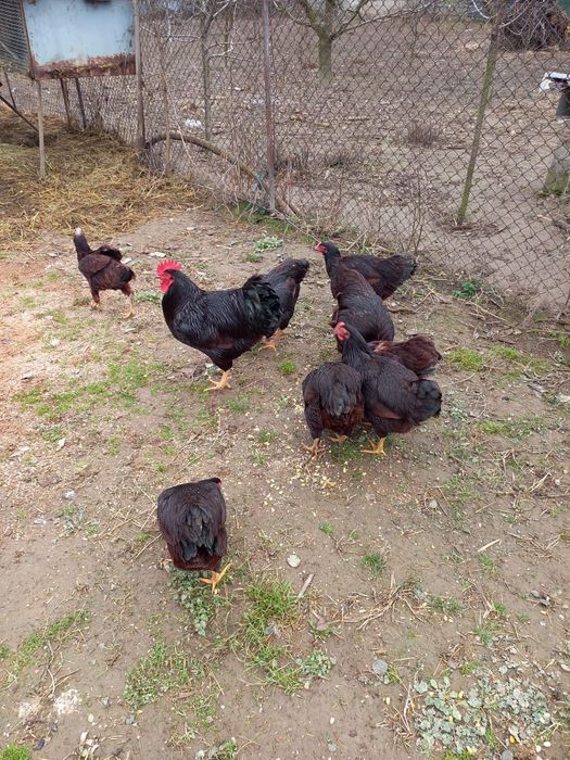 Ouă pentru incubat – Rhode Island