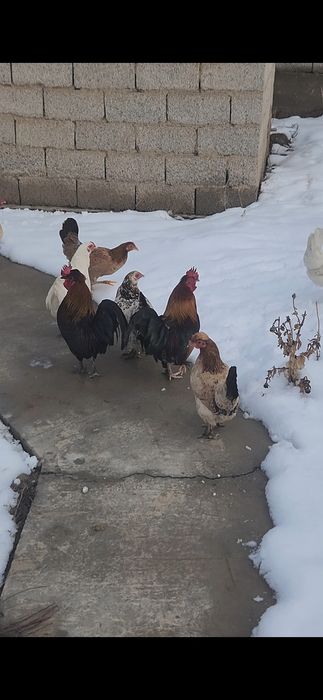 Дача кайнар булак