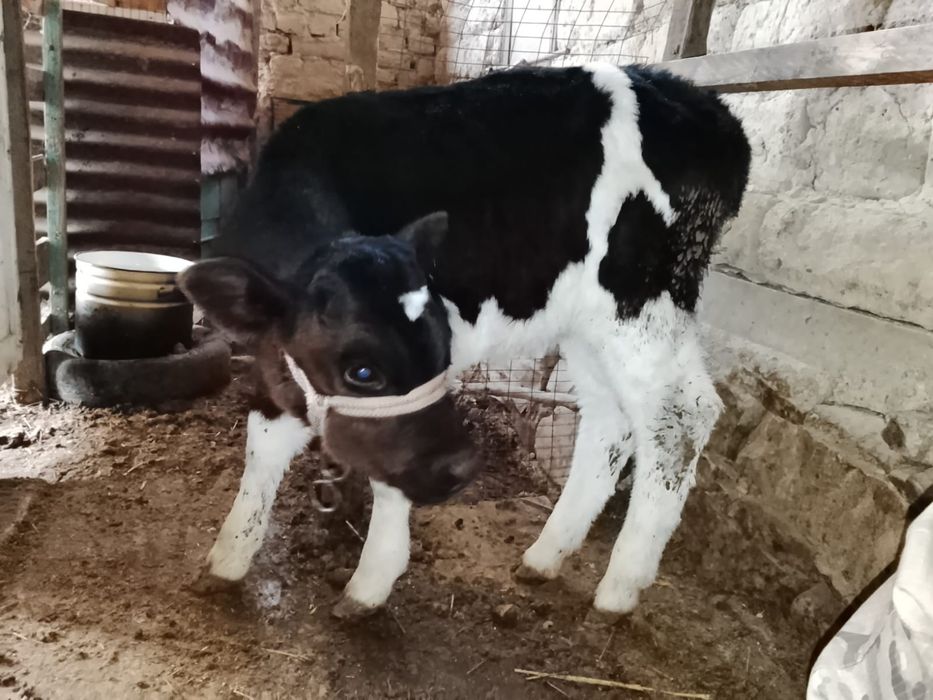 Продаются две тёлочки