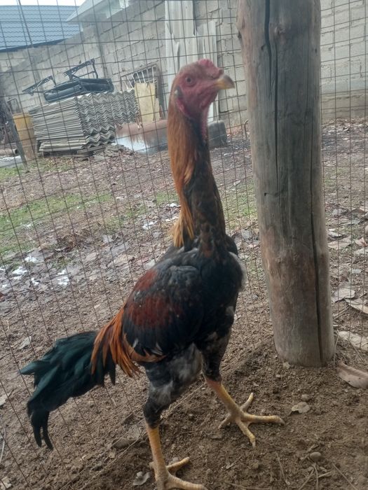 Дакан Шоше 9айлык