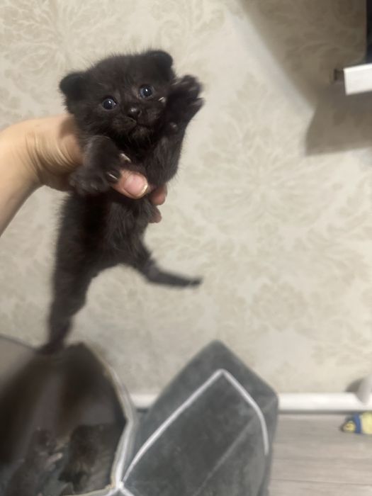Кошечка отдам в хорошие добрые руки