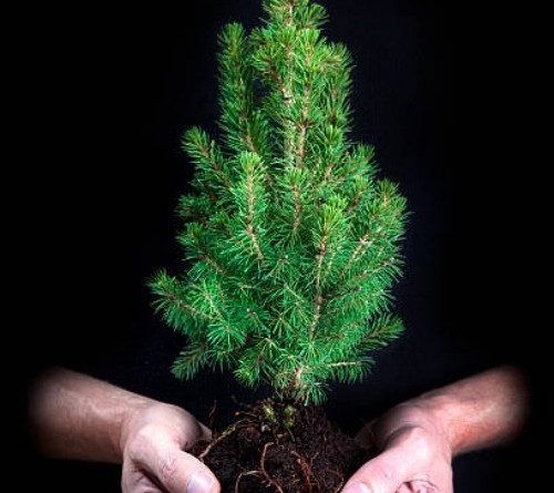 Озеленяване на паркове,градини,алей