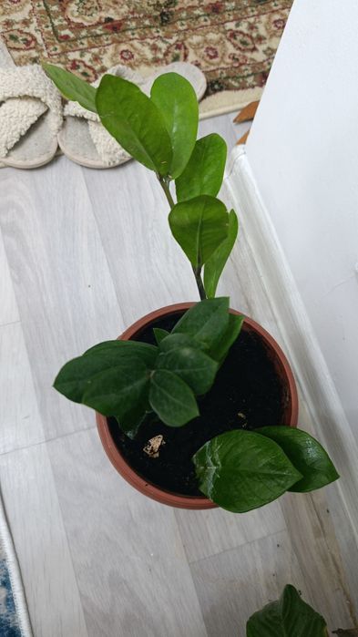 Гул сатылады.багасы келисимди