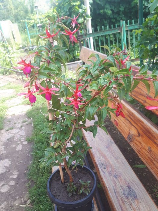 Продам фуксии цветущие