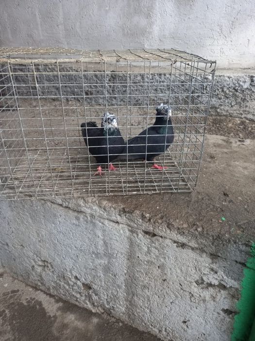 Рябагаловые чубати пара лет с игрой