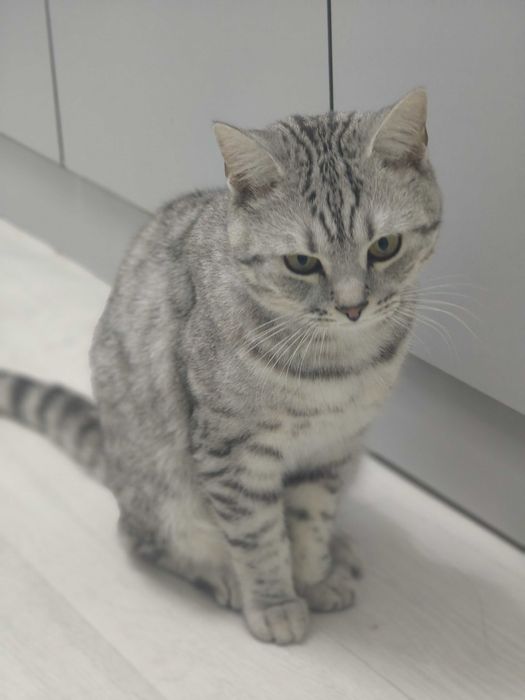 Кот 7 месяцев, породистый, лоток знает.