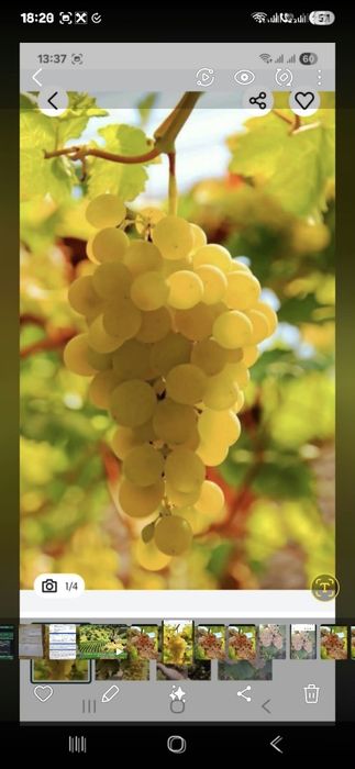 Vand struguri de vin