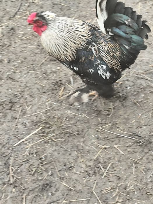 Cocoș pitic caută casa noua