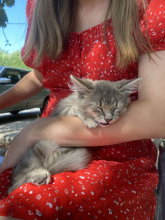 Отдам котенка мальчика