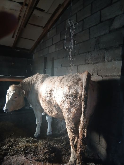 Бука 2 жылдык откормнан