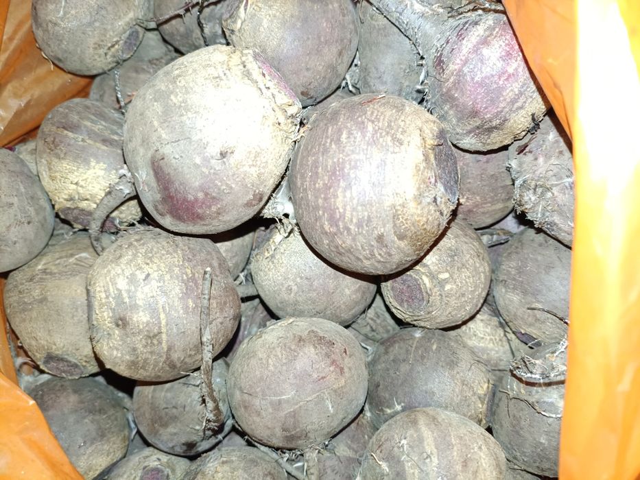 Продам свеклу домашнюю