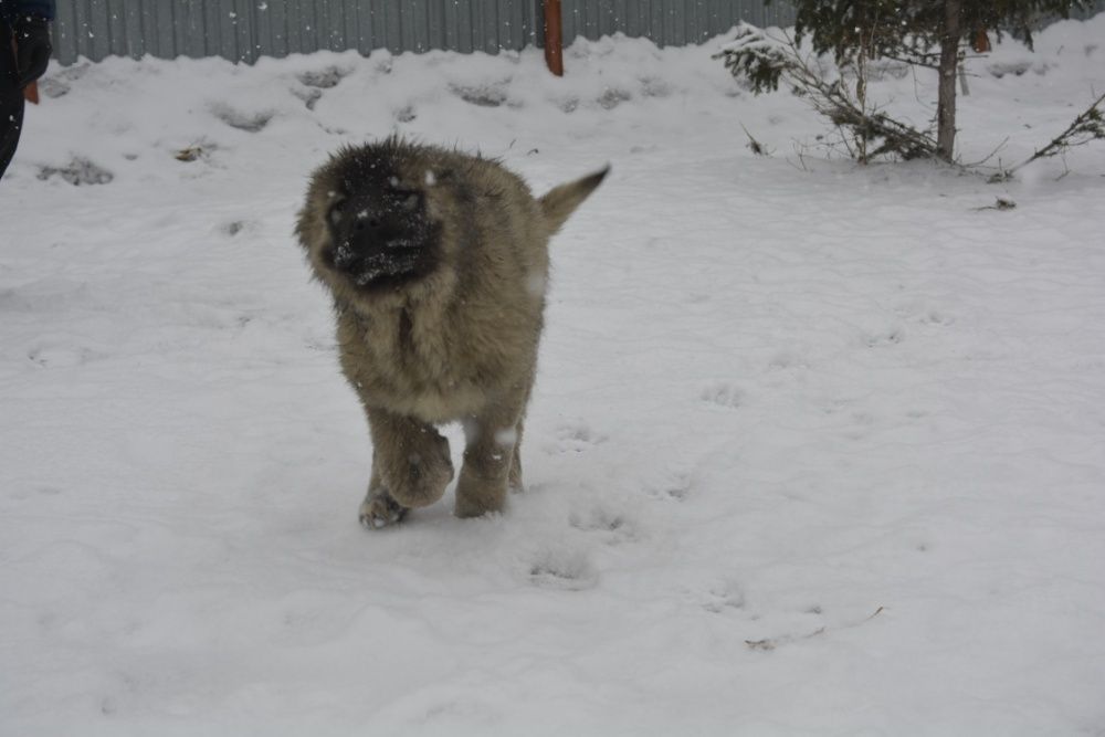 щенки кавказской овчарки