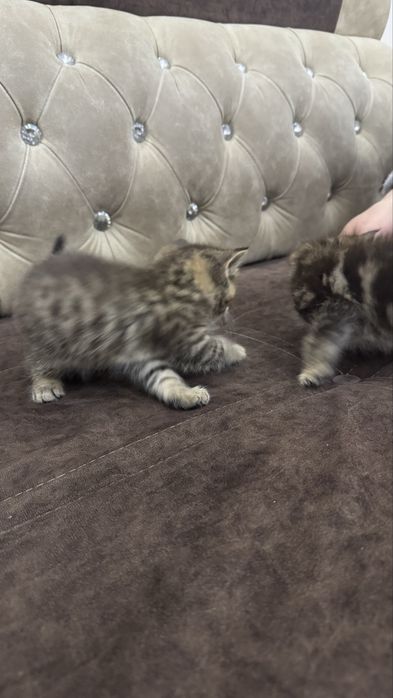 Котята ищут добрых хозяев