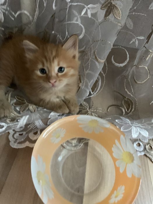 Котята 8 недель рыженькие.