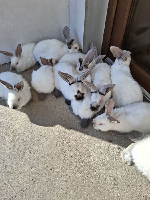 Urias de Transilvania