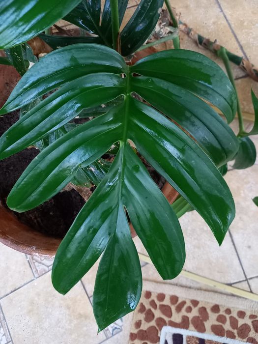 Тропические растения