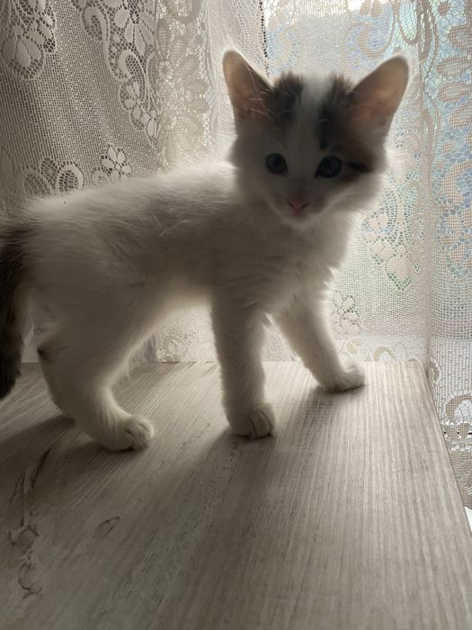 Белый котенок 2 месяца