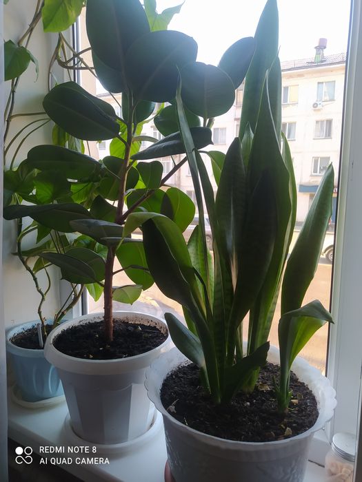 Продам комнатные цветы.