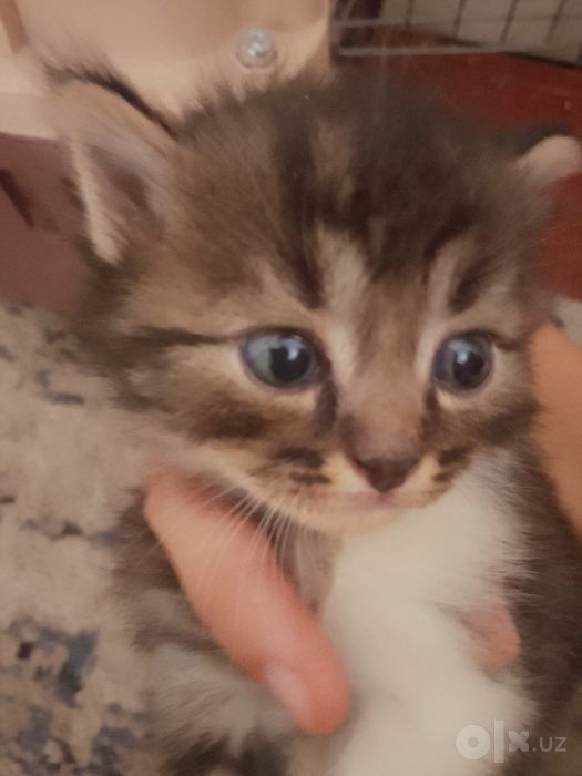 Отдам в добрые руки котят