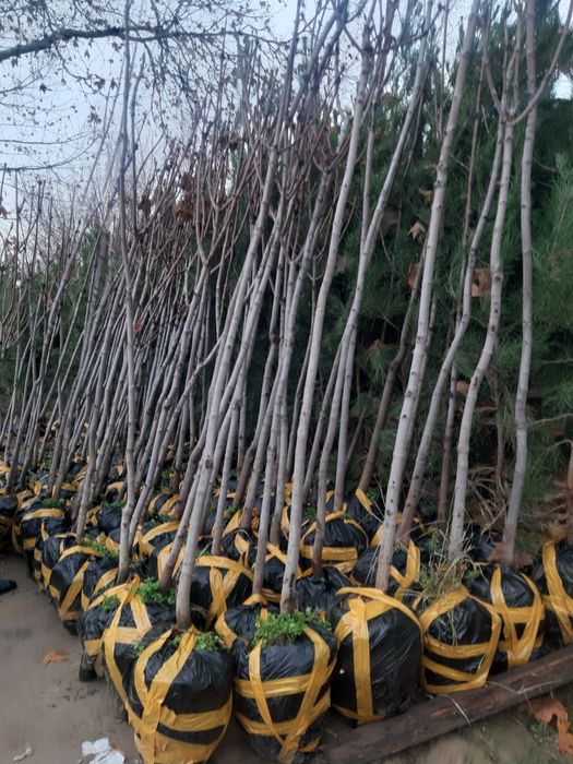 Арча archa дарахтлар палма сасна кипарис бор