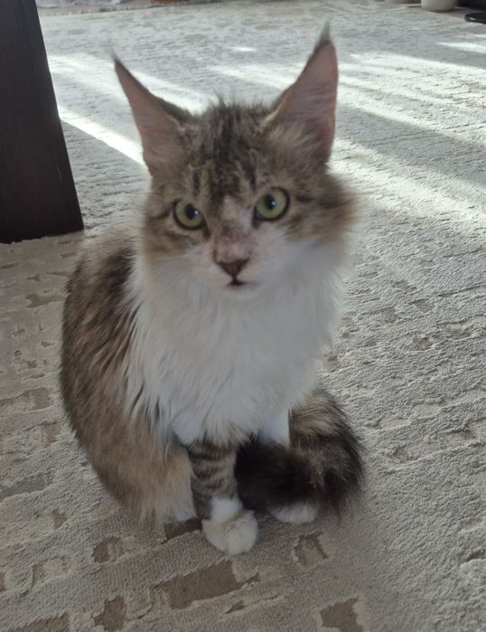 Отдам котика в добрые руки