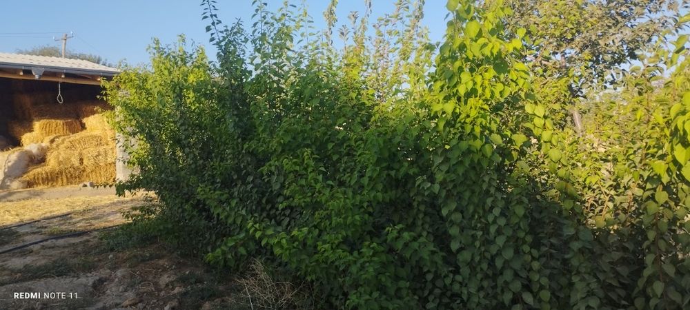 OʻRIK koʻchatlar Payvand qilinmagan yaxshi OʻRIK DANAKDAN ekilgan