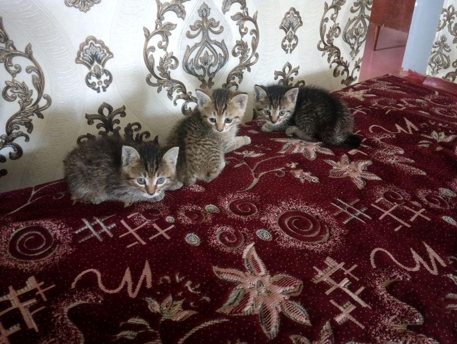Отдам котят срочно