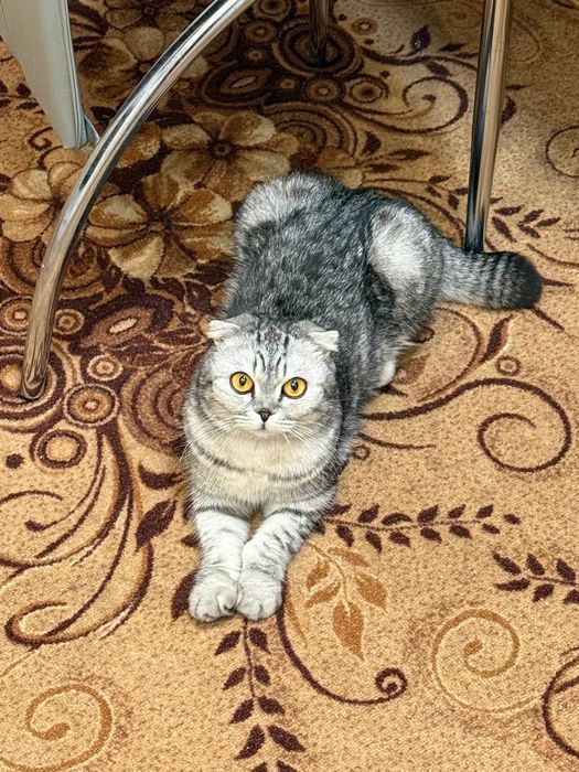 Отдам кошку стерелизованную