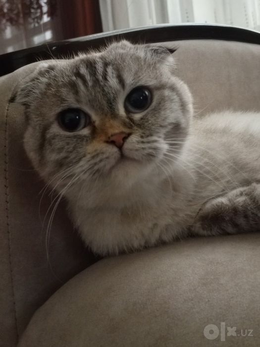 Продается кошки и котёнок