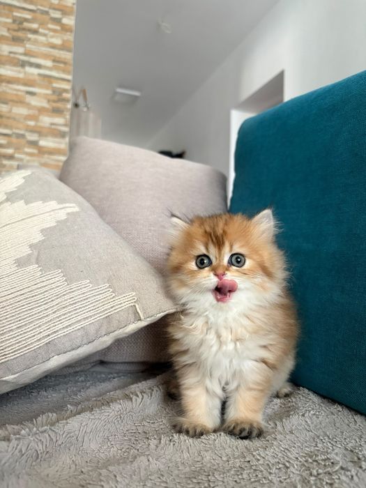 British LongHair cu pedigree