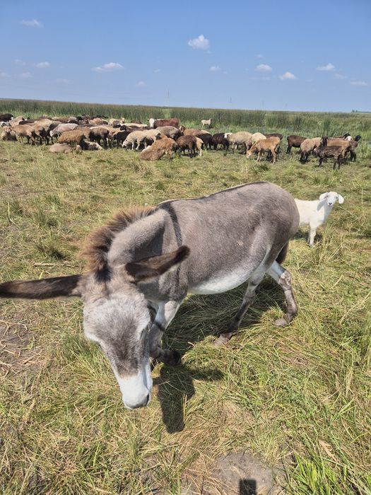 Продам спокойною ослицу