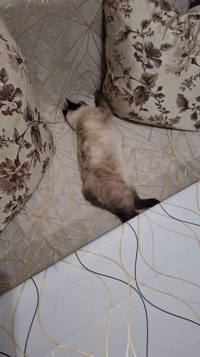 Отдам в хорошие руки