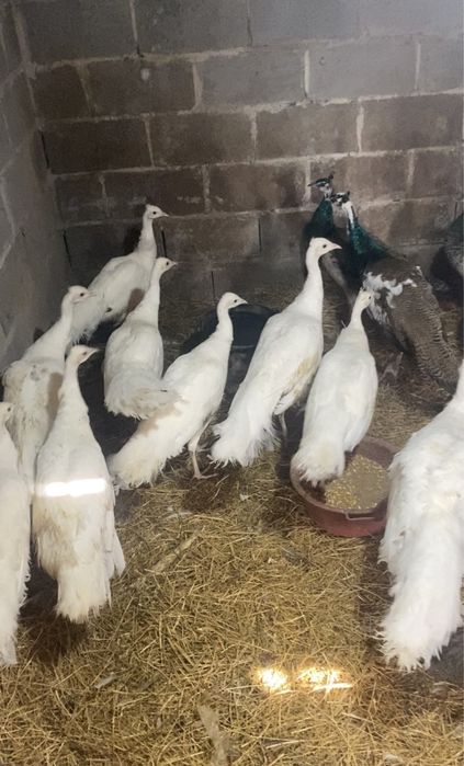 Белые Павлины молоднях