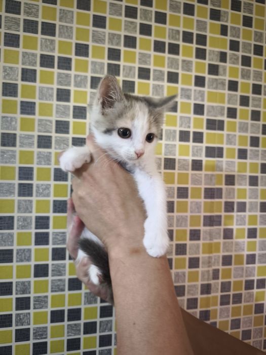 Котенок девочка в добрые руки